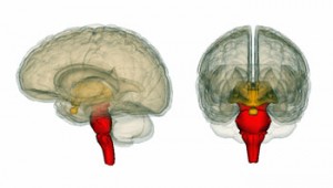 brainstem