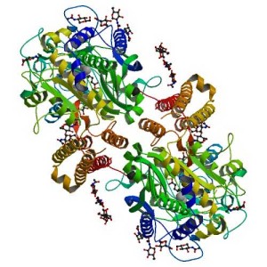 Could glutamate excitotoxicity be a key player in chronic fatigue syndrome?