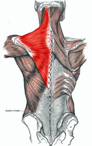 Trapezius Muscle 