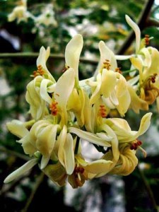 Moringaoleifera