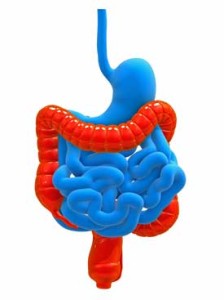 Digestive system