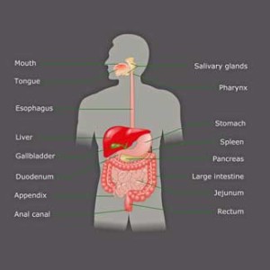 gut