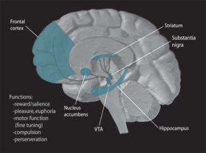 brain image