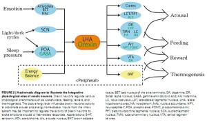 orexin neuron functions