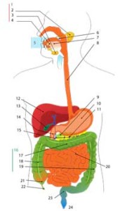 gut image