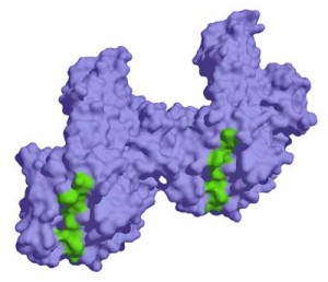 gliadin protein