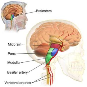 Sensory gating tests suggested the brainstem, a key processor of sensory input from the bottom, was 'hyperexcitable' in fibromyalgia. 
