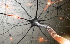neurons