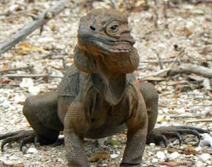 iguana