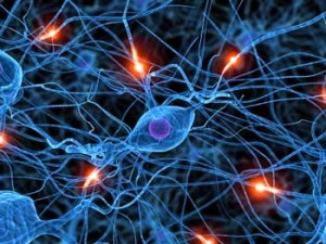 nerve cells