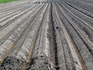 soil-Netherlands