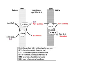 chjemical structure acetyl l carnitine