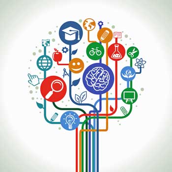 brain