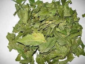 Neem  leaves