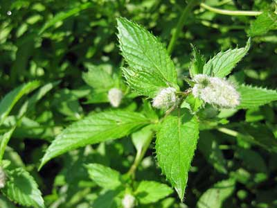 peppermint plant