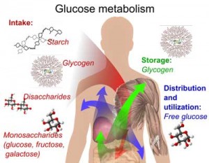 glucose metabolism chart