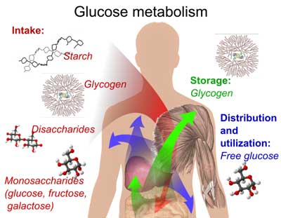 The Energy Disorders: Diabetes, ME/CFS and FM – Can Diabetes Tell Us Anything About Chronic Fatigue Syndrome and Fibromyalgia?