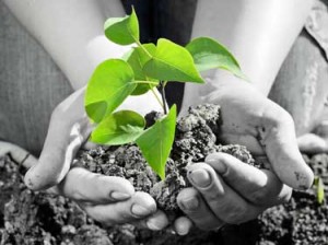 seedlings