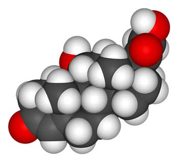 cortisol molecule