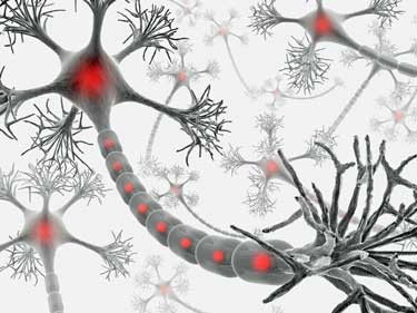 neurons
