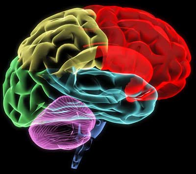 brain