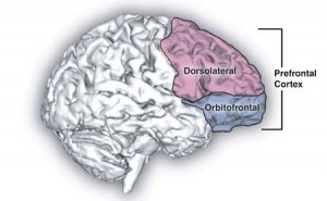 prefrontal cortex