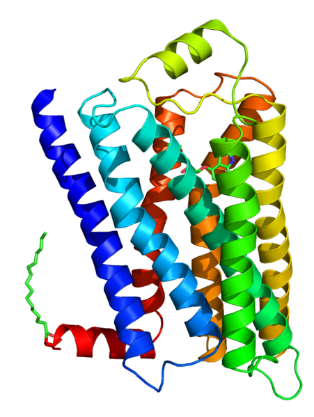 adrenergic receptor