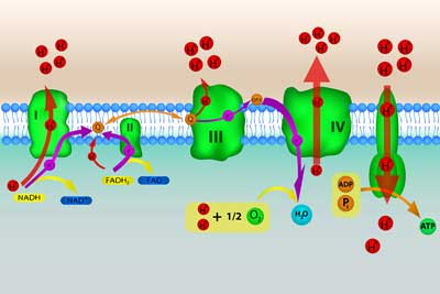 electron-transport-chain