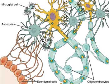 Low Dose Naltrexone, Inflammation and Pain: A Different Approach to Fibromyalgia