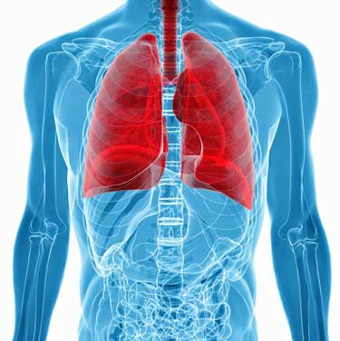lungs
