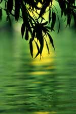 leaves over water 