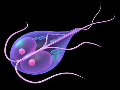 Giardia