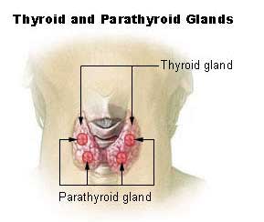 parathyroid