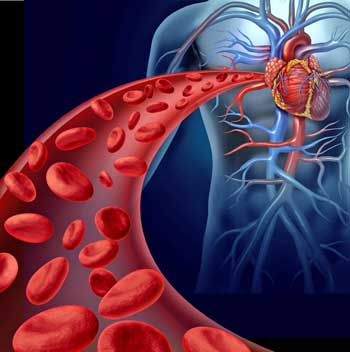 heart and blood 
