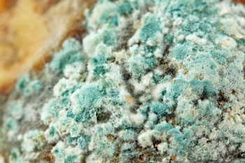 mold