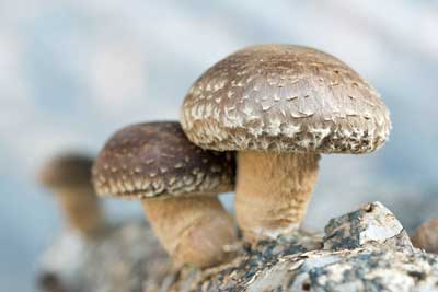 shitake-muschroom