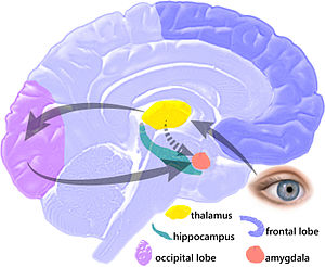 Brain studies provide a variety of reasons why people with ME/CFS and FM might battle overwhelm