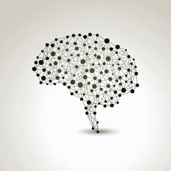 brain