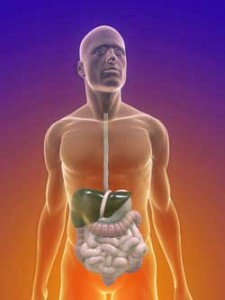 digestion