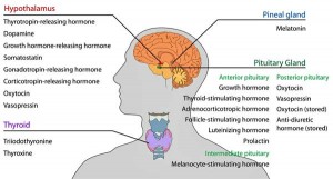 Endocrine_central_nervous_e