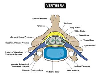 vertebrae