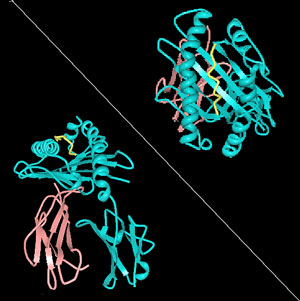 Natural killer cell receptor