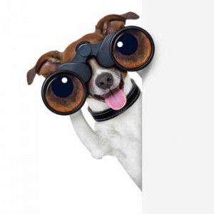 dog with binoculars