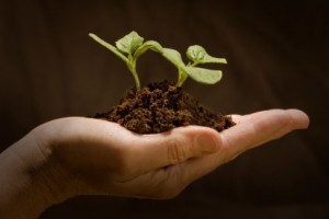 seeds sprouting