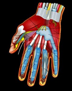 dissection-hand-fascia