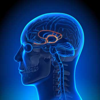 limbic system