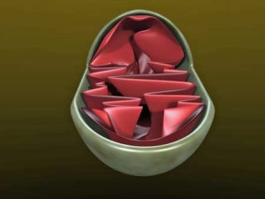 mitochondria