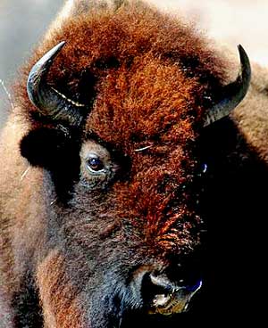 bison