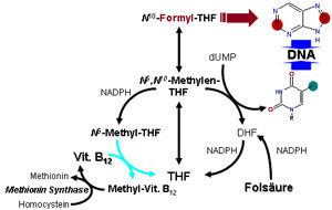 folic-acid-B-12