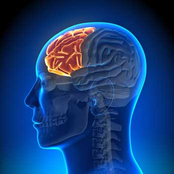 frontal lobe